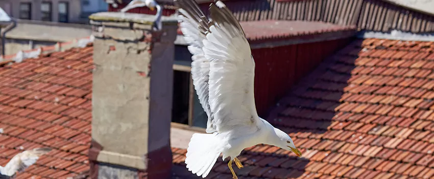Residential Chimney Animal Removal Solution in Strongsville, OH